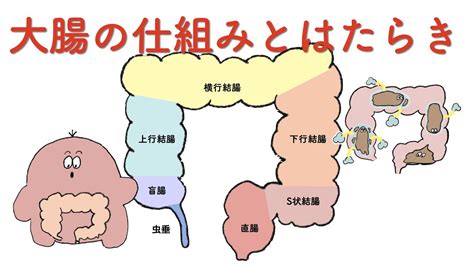 大腸 方向|大腸の構造と働きについて教えてください 